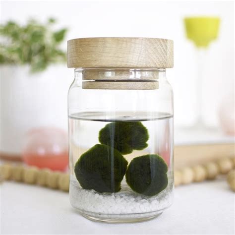 Marimo Moss Ball Care Tips - Delineate Your Dwelling