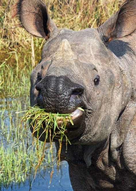 What Do Rhinos Eat? 5 Species Guide to Feeding Habits / Diets | Storyteller Travel