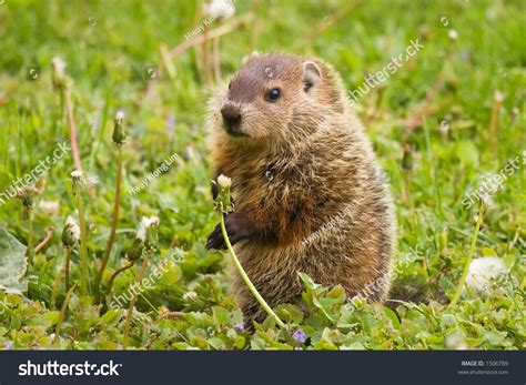 Baby Groundhog Stock Photo 1506789 : Shutterstock