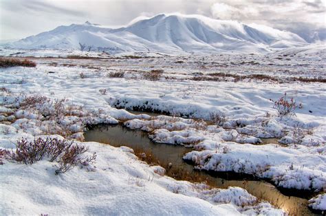 Tundra Biome: Interesting Info About its Plants and Animals - Science ...