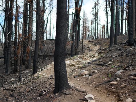 How To Hike in a Burned Forest — Washington Trails Association