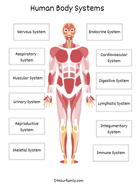 Free Human Body Systems Worksheet - 24hourfamily.com