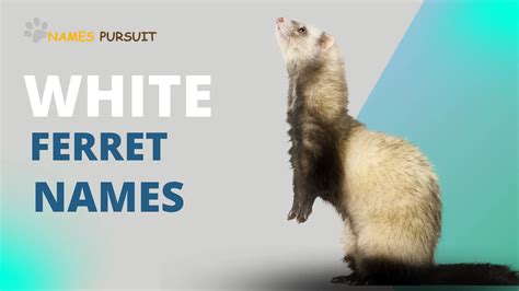 Your Perfect White Ferret Names Guide