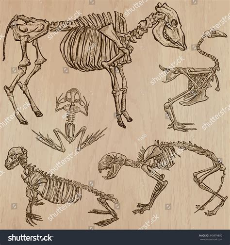 Bones, Skeletons And Skulls Of Some Animals.Collection Of An Hand Drawn ...