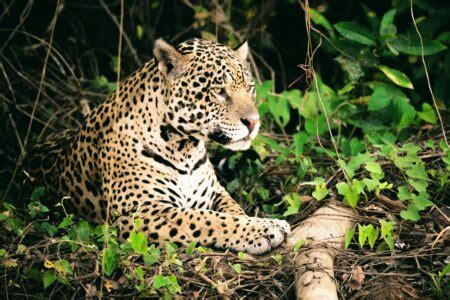 Amazon animals will suffer as the rainforest turns into savanna • Earth.com