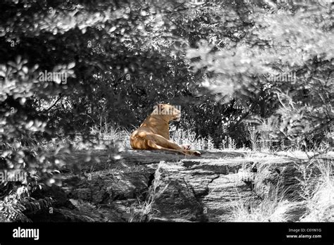 A lion laying down on a large rock in a natural setting - selective ...