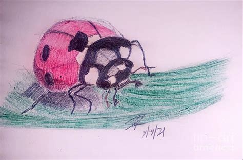 Ladybug on a Leaf Drawing by Art by Roberson - Fine Art America