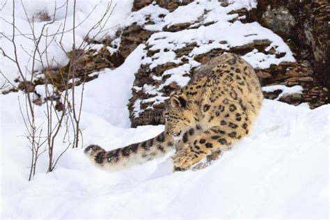 Snow leopard on hunt stock photo. Image of jaguar, spots - 84264700