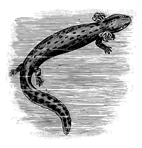 Mudpuppy Stock Illustrations – 5 Mudpuppy Stock Illustrations, Vectors ...