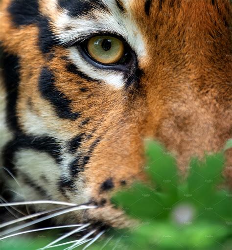 Bengal tiger eye looking | Animal Stock Photos ~ Creative Market