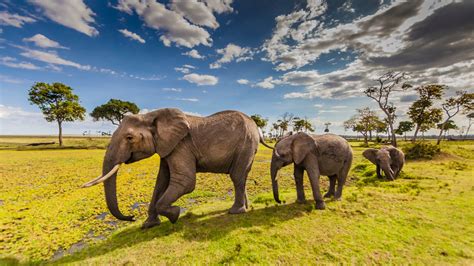 Animals Elephants In Maasai Mara County Park In Kenya Desktop Hd Wallpapers For Mobile Phones ...