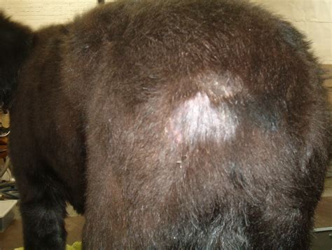 Clipper Alopecia - Atomic Canine