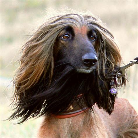 Pin by Lissa on afghan hounds | Afghan hound, Cute animals, Best dogs