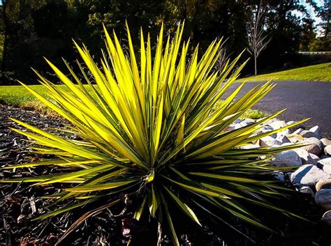 yucca - Google Search | Yucca plant, Yucca plant care, Yucca