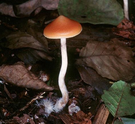 Psilocybe azurescens - Biota