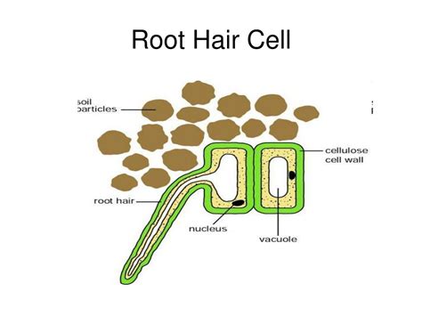 Root Hair Cell Diagram And Function Hairs Structure Stem Upt