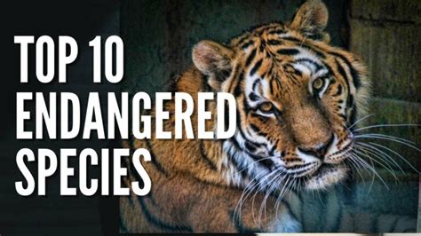 10 Of The Most Famous Endangered Species In 2024