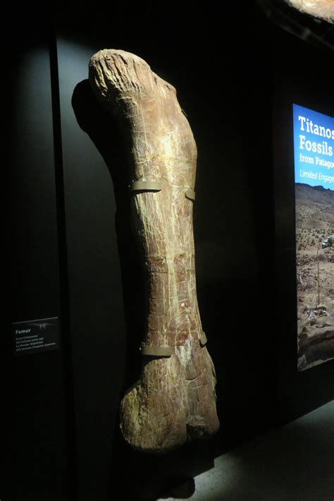 Titanosaur Femur | Unlike the bones in the skeleton, this is… | Flickr