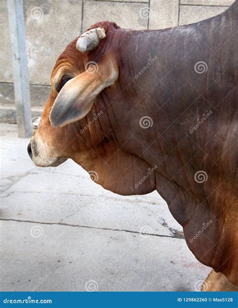 One of the Breeds of Zebu Cattle Stock Photo - Image of beast, horns ...