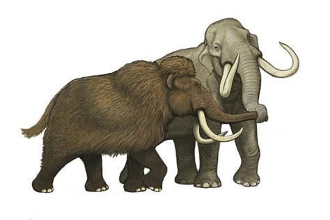 Pin by Joshkilby on Prehistoric Elephants | Prehistoric animals, Extinct animals, Prehistoric art