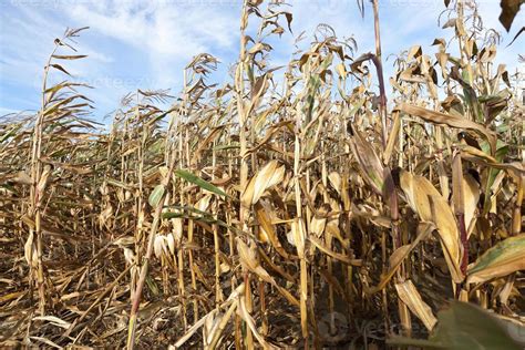 dry corn stalks 9657534 Stock Photo at Vecteezy