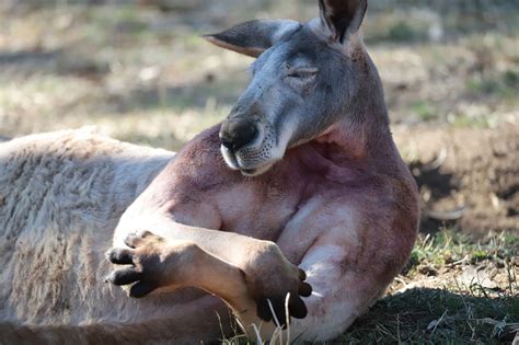 Buff kangaroo goes viral after flaunting giant muscles