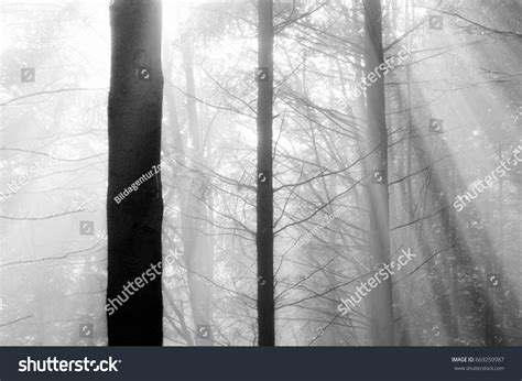 Cloud Forest Sun Rays Black White Stock Photo 669250987 | Shutterstock