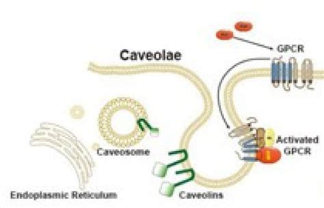 Expand your research with the Caveolin-1 antibody! - Tebubio's blog