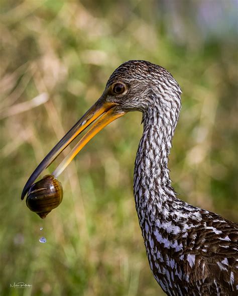 Lucky Limpkin – Melvin Rutledge Photography