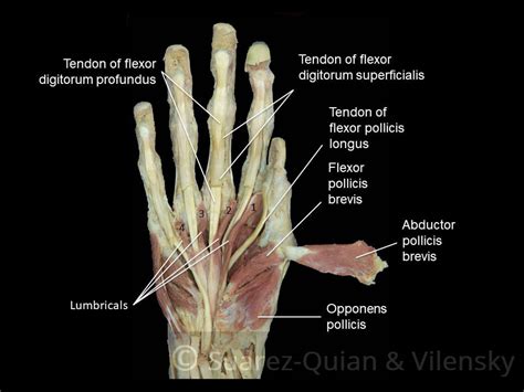 muscles of thenar eminence - Captions Nature