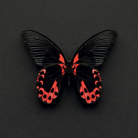 Alyson Fennell (Scarlet Mormon Butterfly) Mounted Print | The Art Group