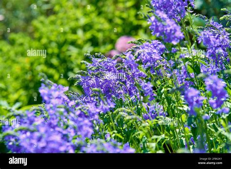 Lavender fields on Hvar Stock Photo - Alamy