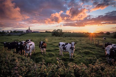 cow, Fields, Sunrises, And, Sunsets, Clouds, Sun, Animals, Nature ...