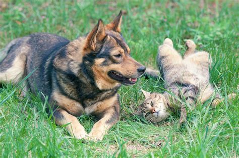 27086163 - dog and cat playing together outdoor cat lying on the back ...