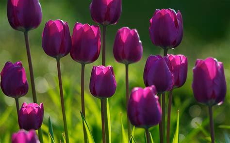 Spring Purple Flowers - Wallpaper, High Definition, High Quality, Widescreen