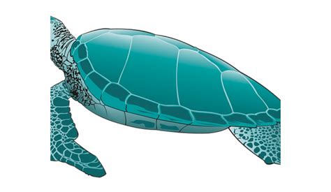 clipart sea turtle 20 free Cliparts | Download images on Clipground 2024