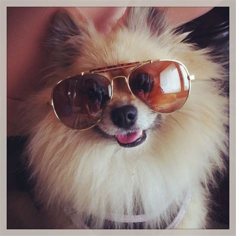 dogs wearing sunglasses #poms | Cute animals, Dogs, Sunglasses