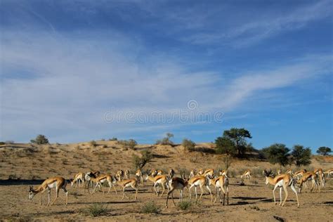 Springbok herd stock image. Image of mammal, herd, safari - 26629163