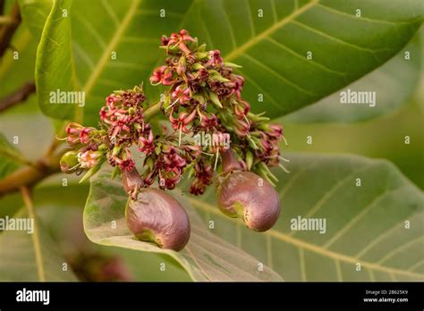 Cashew nut flower hi-res stock photography and images - Alamy