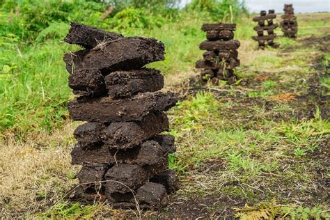 What is peat? formation & uses - Plantura