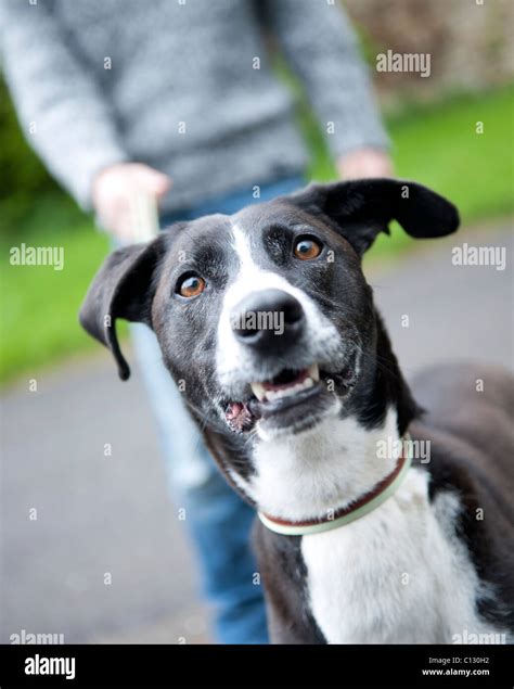 Man walking black dog hi-res stock photography and images - Alamy