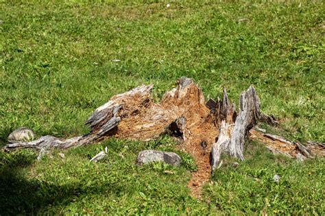 Rotting Tree Stump stock photo. Image of forrest, ring - 288650