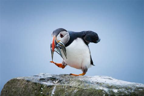 atlantic puffin, faroe islands | Puffins bird, Most beautiful birds ...