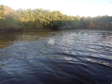 Yucatan Tarpon Fishing Season - Mena Fly Fishing