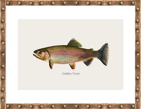 Printable Freshwater Fish Art Prints, Set of 4, Fishing Wall Art ...