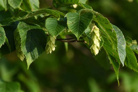 Vermont Tree Names And Their Origins | Crow's Path