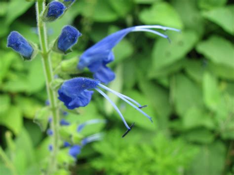 Plant Photography: Blue Salvia Flowers