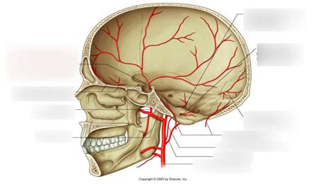 Meningeal Arteries Diagram | Quizlet