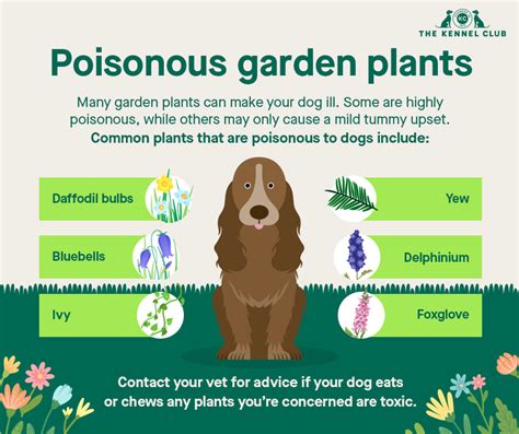 How To Get Poison Ivy Off Dogs