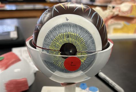 Eye (choroid) Diagram | Quizlet